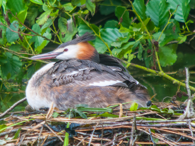 Grèbe huppé au nid LC